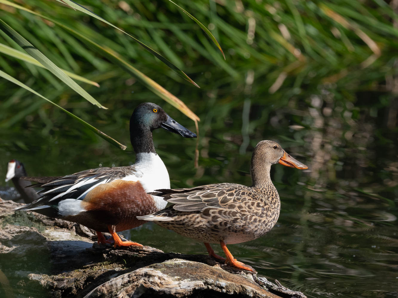 Click to open Dag 1: Sweetpark Wetlands Park, Tucson